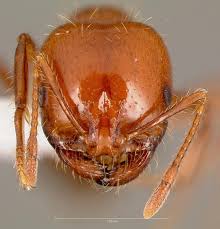 Image result for Solenopsis maniosa