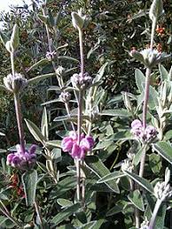 Image result for "Phlomis repens"