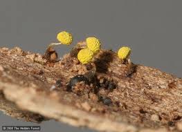 Image result for Physarum viride