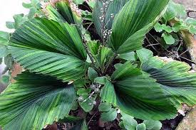 Image result for "Licuala triphylla"