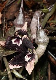 Image result for "Asarum petelotii"