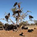 Goats that climb trees - Unbelievable Photo (4137139) - Fanpop