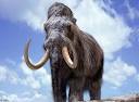 Woolly Mammoth will be back on dinner plates within five years ...
