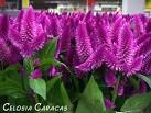 <b>Celosia</b> help?