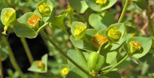 Image result for "Euphorbia brachycera"