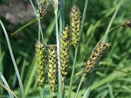 Image result for "Carex melanostachya"