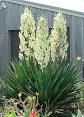 <b>Yucca</b>