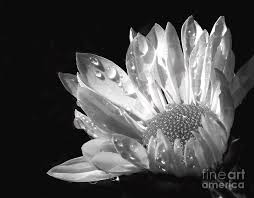 Raindrops On Daisy Black And White Photograph by Jennie Marie ... - raindrops-on-daisy-black-and-white-jennie-marie-schell
