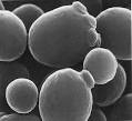 budding yeast » MycorWeb Fungal Genomics