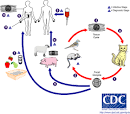 Life cycle of <b>Toxoplasma</b>