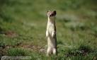 BBC Nature - Weasel videos, news and facts