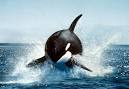 Top 7 Killer Whale Attacks