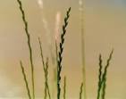 Lolium perenne / <b>Loglio</b> comune