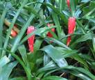 Taxon: <b>Bromeliaceae</b>