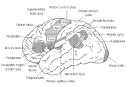 <b>Broca's aphasia</b> is sometimes