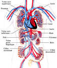 <b>Circulation</b> sanguine chez