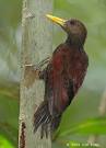 Oriental Bird Club Image Database : Photographers : Maroon ...