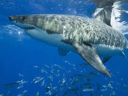 marine biology nat geo national geographic great white shark ocean