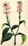 <b>Acanthaceae</b> Juss.