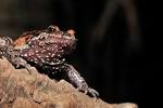 Rediscovered "Extinct" Frog is Not Only Alive — It's a Living ...