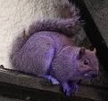 The mystery of Pete the PURPLE SQUIRREL : Tetrapod Zoology