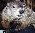 Punxsutawney Phil - Close Up and Personal - Pittsburgh Photo Gallery