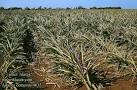 <b>Ananas</b> comosus