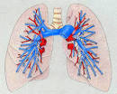 the left <b>pulmonary artery</b>