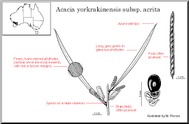 Image result for "Acacia yorkrakinensis"