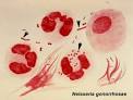 <b>Neisseria gonorrhoeae</b>, also