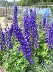 File:<b>Delphinium</b> x cultorum1.
