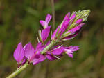 File:<b>Polygalaceae</b> - Polygala