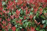 File:<b>Photinia</b> fraseri B.JPG