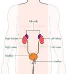 <b>endocrine glands</b> that are