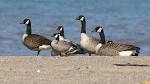 File:Cackling Geese (Branta hutchinsii) (3972181967).jpg ...