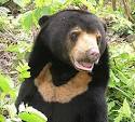 SUN BEAR - The Dog Bear, Asian Bear | Animal Pictures and Facts.