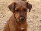 Irish Terrier von der Emsmühle - P1060912_600