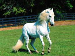 الخيول التركيه من اجمل خيول العالم وولاده حصان سبحان الله Images?q=tbn:ANd9GcR0lUwHnu6heuD5SzqpLz65LfKFAz-GVPNti8CuIMoSwZDKVYDcjg