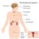 <b>endocrine system</b>