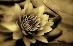 Lily, Sepia | Wallpapers Shop