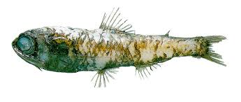 Image result for Bolinichthys supralateralis