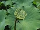 <b>Nelumbo</b> nucifera, Nhu Nguyen