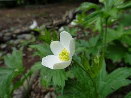 Image result for Anemone dichotoma