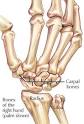 The <b>wrist</b> joint is made up of