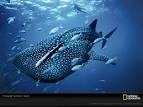 WHALE SHARK Photo, Life in Color: Blue Wallpaper, Download, Photos ...