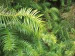 File:<b>Cunninghamia</b> lanceolata 2
