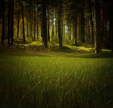 Image result for grass and nature