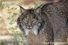 Iberian lynx photo - Lynx pardinus - G1626 - ARKive