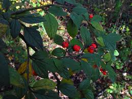 Image result for "Cotoneaster sternianus"