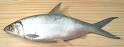 Milkfish / Bangus